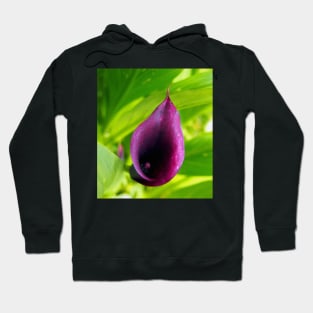 Deep Plum Purple Calla Lilly Flower in the Garden Hoodie